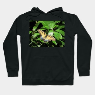 Sunbathing Swallowtail Hoodie